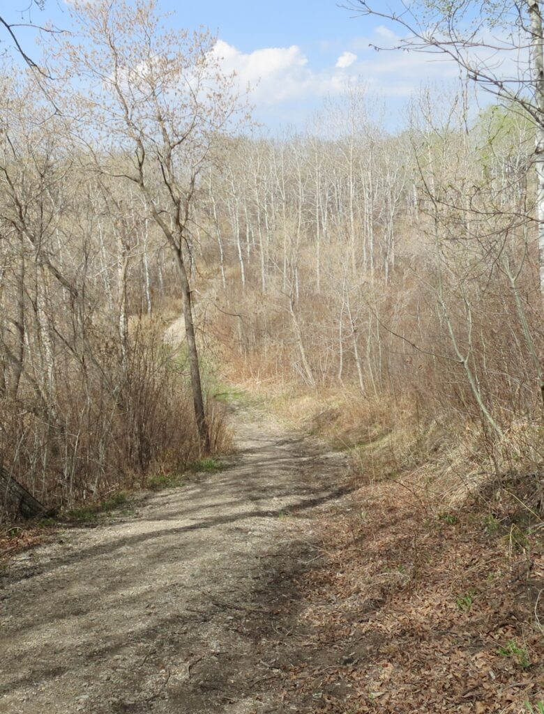 Rossburn Subdivision Trail in spring